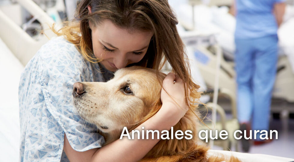 Terapia Asistida Con Animales - Yo Puedo